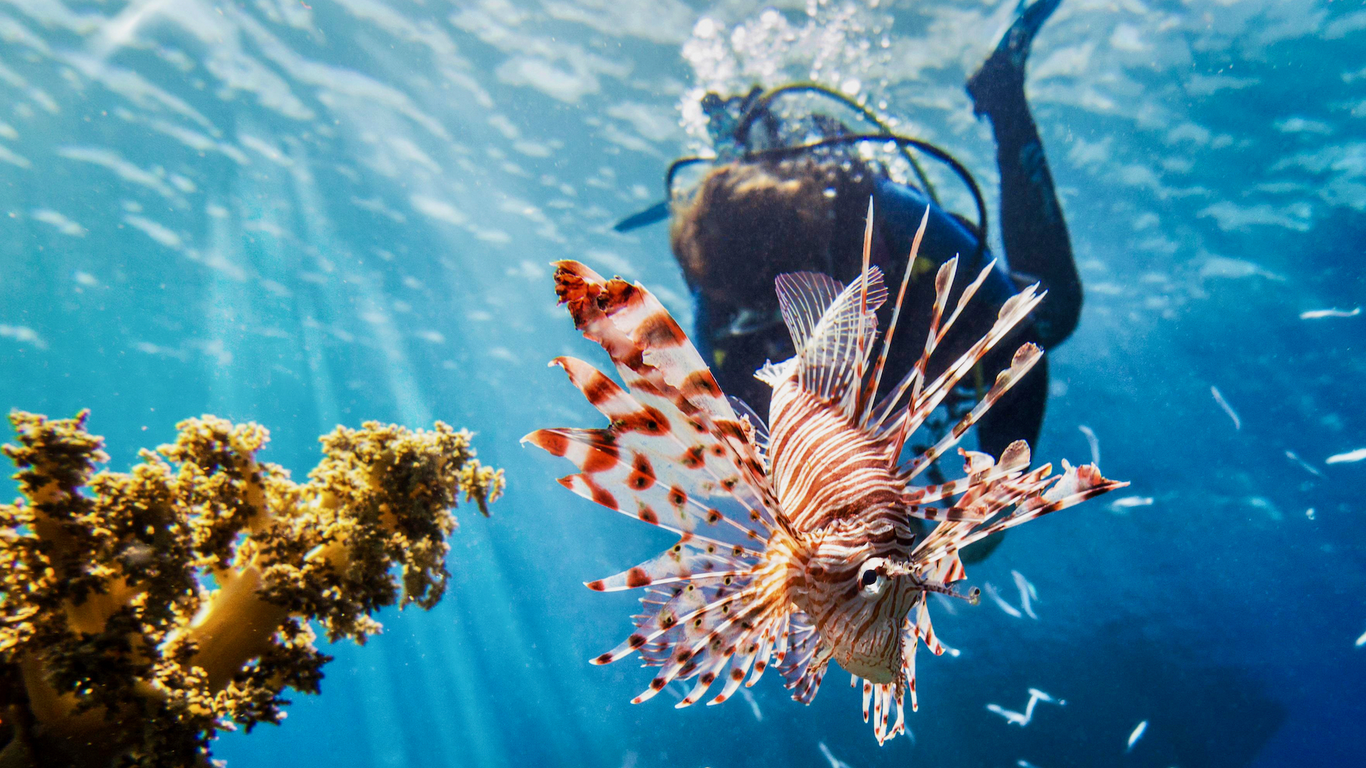 8 documentários da natureza selvagem para assistir agora na Nova | NOVA