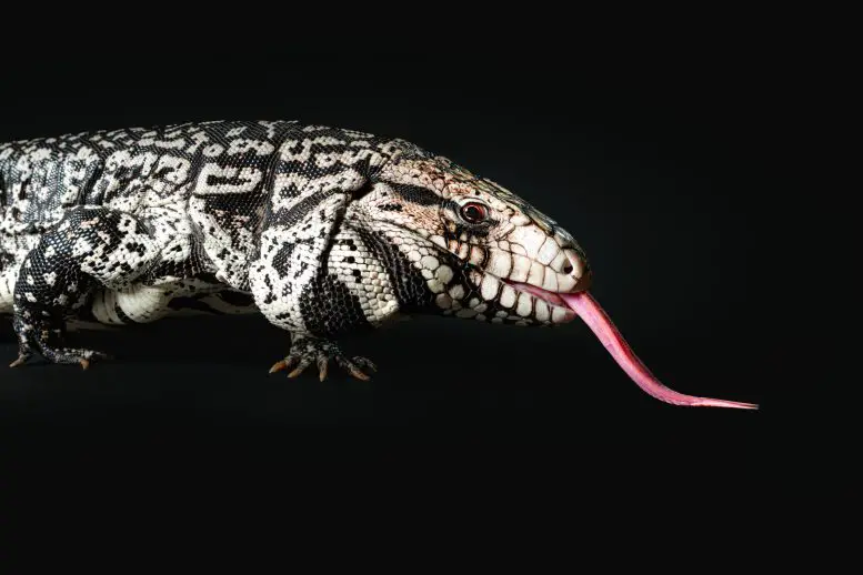 Ai quebra o mistério fóssil de 20 anos, revela lagarto gigante uma vez que percorreu a América antiga