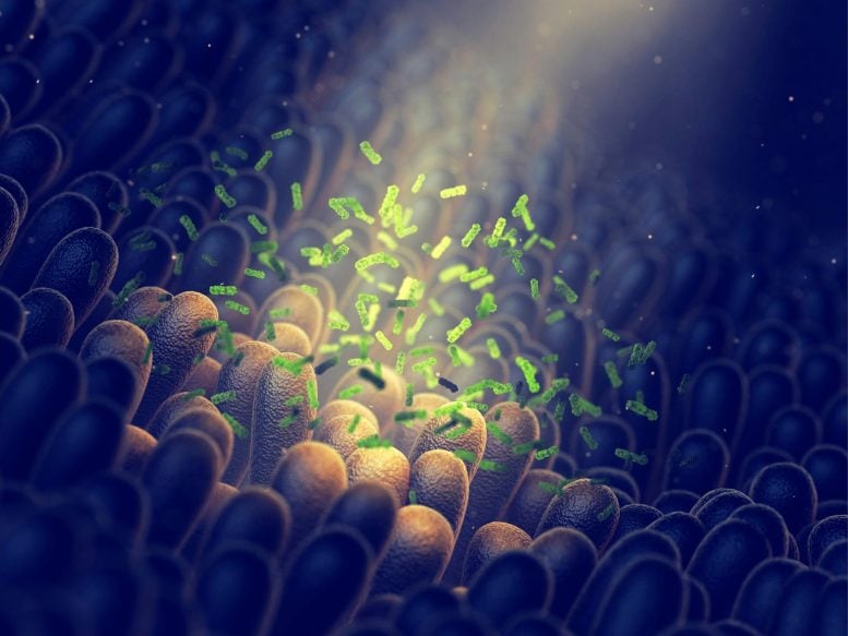 Novo tratamento repara as células do intestino e do envelhecimento