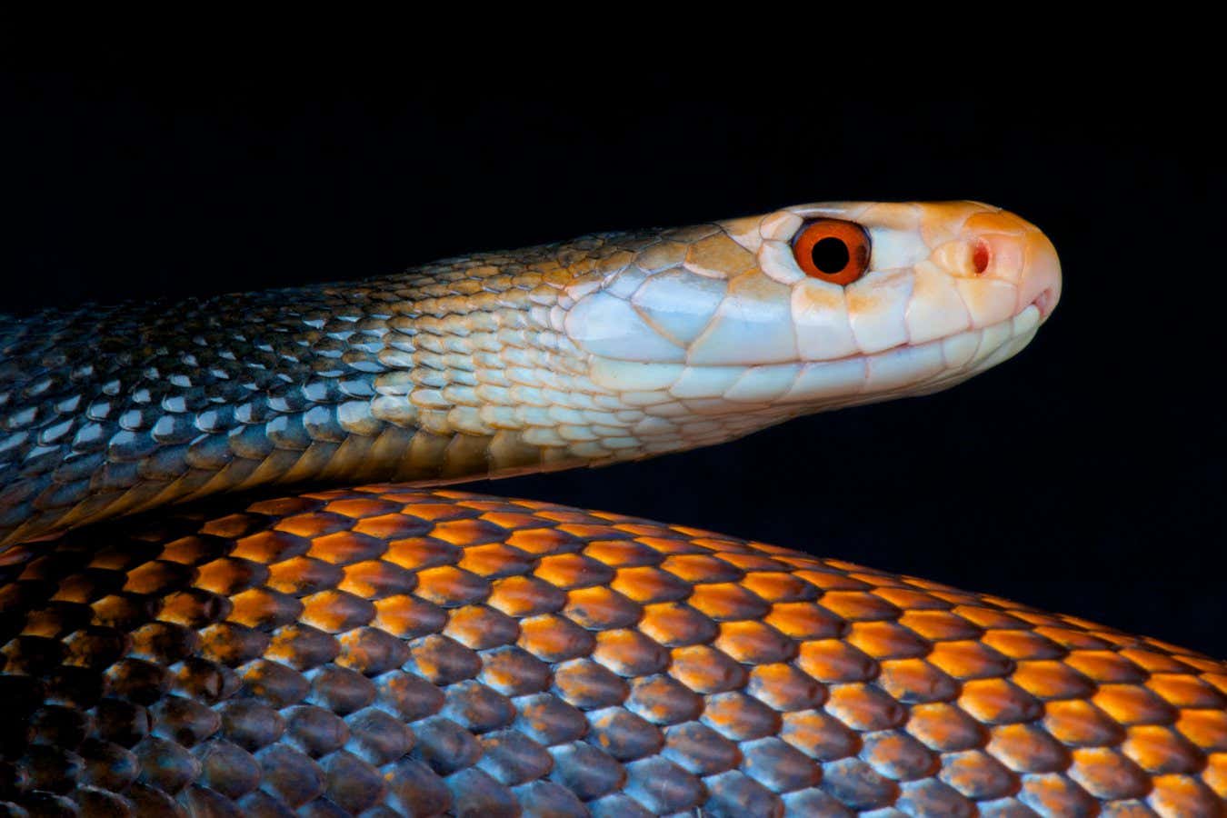 O antiveneno inovador pode funcionar contra as cobras mais mortais do mundo