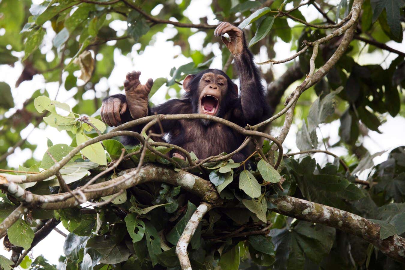Os chimpanzés compartilham 'blocos de construção de ritmo musical' com humanos