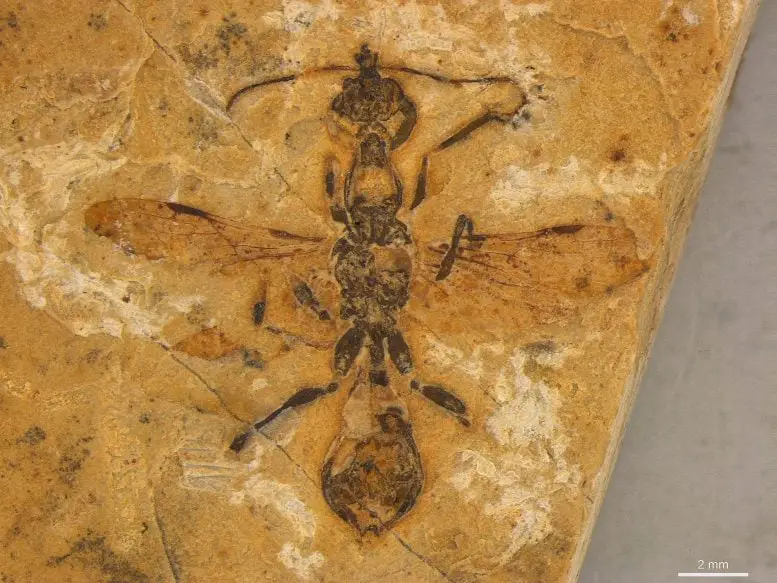 Os cientistas descobrem bizarra, 113 milhões de anos, Hell Ant com Scythe Jaws assassino