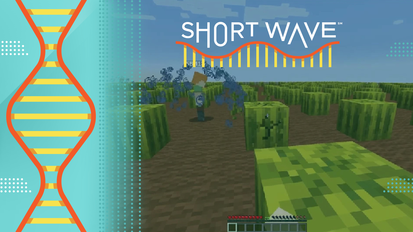 Os cientistas usam o Minecraft para estudar o aprendizado social: onda curta: NPR