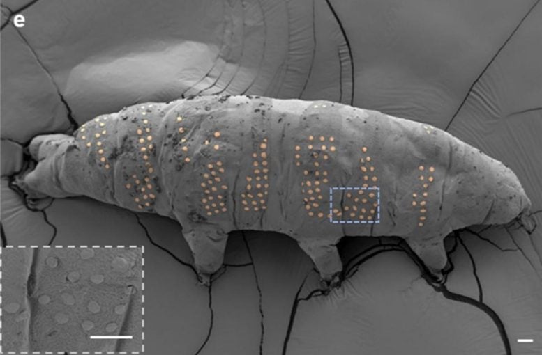 Os cientistas usaram nanotecnologia para "tatuagem" tardigrades