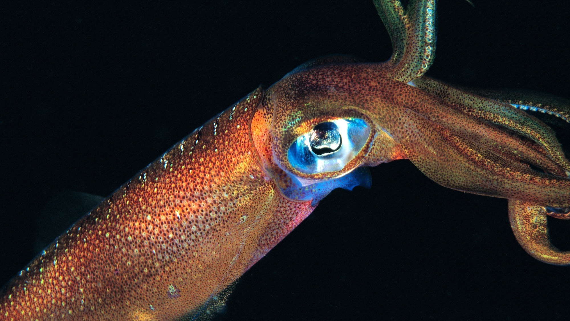 Os seres humanos viram apenas 0,001 % do fundo do oceano
