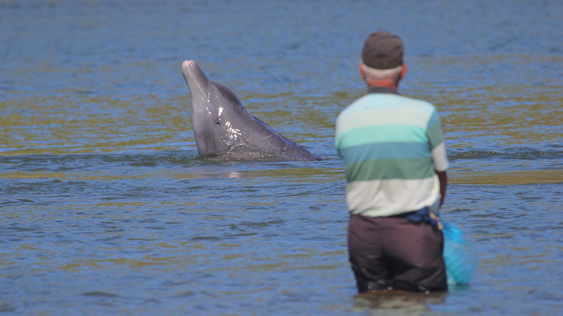 Quando os golfinhos selvagens ajudam os humanos a pescar, ambos se beneficiam | NOVA