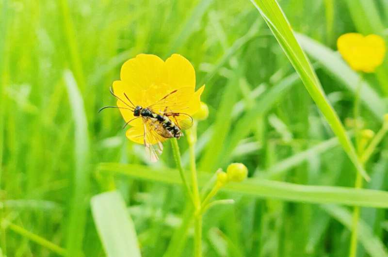 O método analítico fornece novas idéias sobre o impacto da agricultura no declínio dos insetos